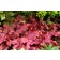 Photo Courtesy of TERRA NOVA® Nurseries, Inc.