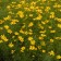 Photo Courtesy of Walter's Gardens, Inc.