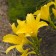 Photo Courtesy of Walter's Gardens, Inc.