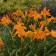 Photo Courtesy of Walter's Gardens, Inc.