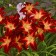 Photo Courtesy of Walter's Gardens, Inc.