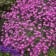 Photo Courtesy of Walter's Gardens, Inc.
