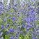Photo Courtesy of Walter's Gardens, Inc.