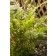 Photo Courtesy of Bailey Nurseries Inc.
