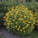 Photo Courtesy of Walter's Gardens, Inc.