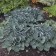 Photo Courtesy of Walter's Gardens, Inc.