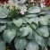 Photo Courtesy of Walter's Gardens, Inc.