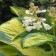 Photo Courtesy of Walter's Gardens, Inc.