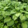 Photo Courtesy of Walter's Gardens, Inc.
