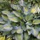 Photo Courtesy of Walter's Gardens, Inc.