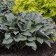 Photo Courtesy of Walter's Gardens, Inc.