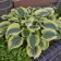 Photo Courtesy of Walter's Gardens, Inc.