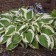 Photo Courtesy of Walter's Gardens, Inc.