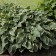 Photo Courtesy of Walter's Gardens, Inc.