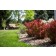 Photo Courtesy of Bailey Nurseries Inc.