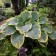 Photo Courtesy of Walter's Gardens, Inc.