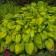 Photo Courtesy of Walter's Gardens, Inc.