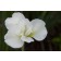 Photo Courtesy of Bailey Nurseries Inc.