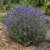 Photo Courtesy of Walter's Gardens, Inc.