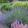 Photo Courtesy of Walter's Gardens, Inc.