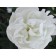Photo Courtesy of Bailey Nurseries Inc.