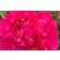 Photo Courtesy of Bailey Nurseries Inc.