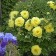 Photo Courtesy of Walter's Gardens, Inc.