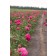 Photo Courtesy of Bailey Nurseries Inc.