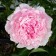 Photo Courtesy of Bailey Nurseries Inc.