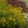 Photo Courtesy of Walter's Gardens, Inc.