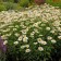 Photo Courtesy of Walter's Gardens, Inc.