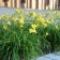 Photo Courtesy of Walter's Gardens, Inc.