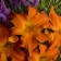 Photo Courtesy of Walter's Gardens, Inc.