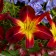Photo Courtesy of Walter's Gardens, Inc.