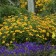 Photo Courtesy of Walter's Gardens, Inc.