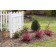 Photo Courtesy of Bailey Nurseries Inc.