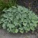 Photo Courtesy of Walter's Gardens, Inc.
