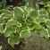 Photo Courtesy of Walter's Gardens, Inc.