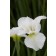 Photo Courtesy of Bailey Nurseries Inc.