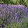 Photo Courtesy of Walter's Gardens, Inc.