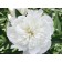 Photo Courtesy of Bailey Nurseries Inc.