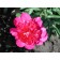 Photo Courtesy of Bailey Nurseries Inc.