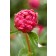 Photo Courtesy of Bailey Nurseries Inc.
