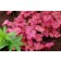 Photo Courtesy of TERRA NOVA® Nurseries, Inc.