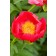 Photo Courtesy of Bailey Nurseries Inc.