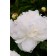 Photo Courtesy of Bailey Nurseries Inc.