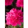 Photo Courtesy of Bailey Nurseries Inc.