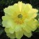 Photo Courtesy of Walter's Gardens, Inc.
