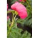 Photo Courtesy of Bailey Nurseries Inc.