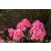 Photo Courtesy of Bailey Nurseries Inc.